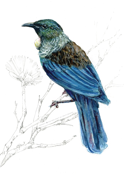 Tui-from-the-New-Zealand