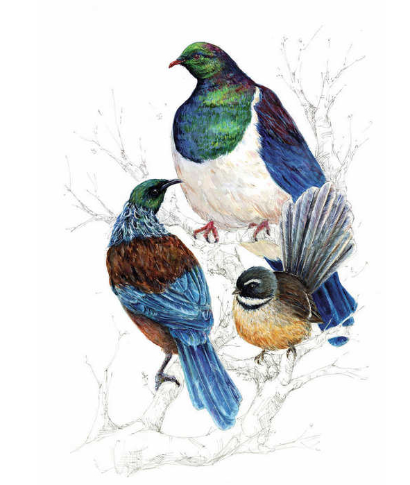 kiwiana, native bird, New Zealand, Kereru, Wood pigeon, fantail, tui, bird, wild life, nature, outdoor, fauna, feather, Aotearoa, kiwi, Emilie Geant, painting, watercolor, ink