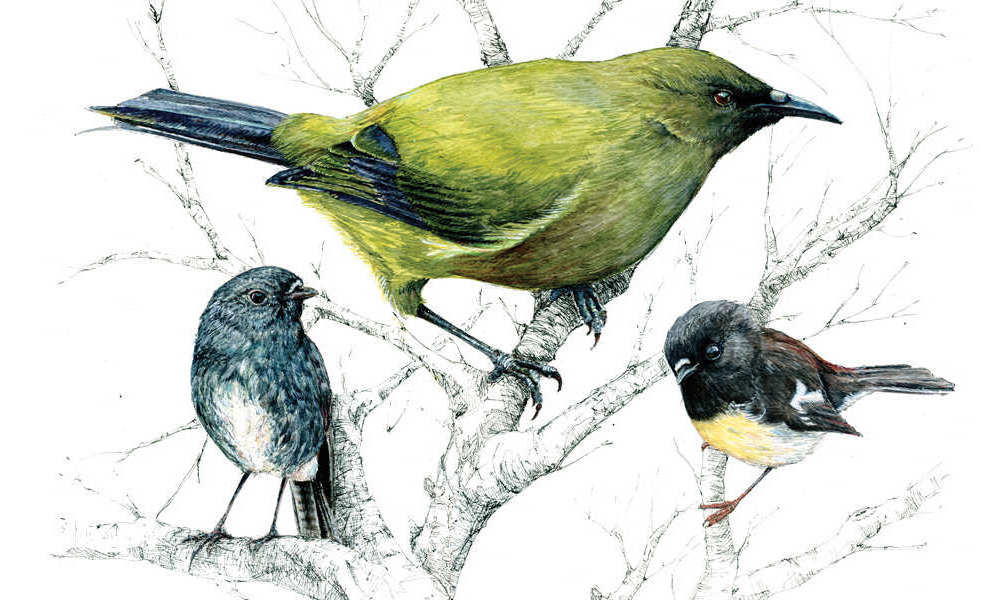 home page banner birds no logoNEW1000